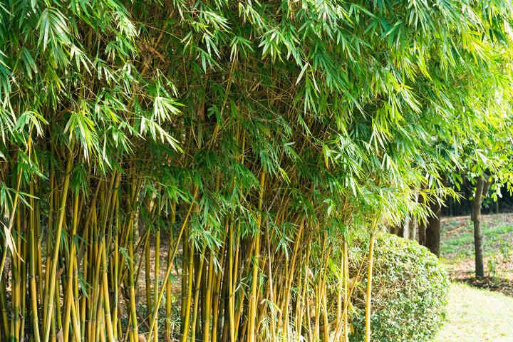 Alphonse Karr Bamboo