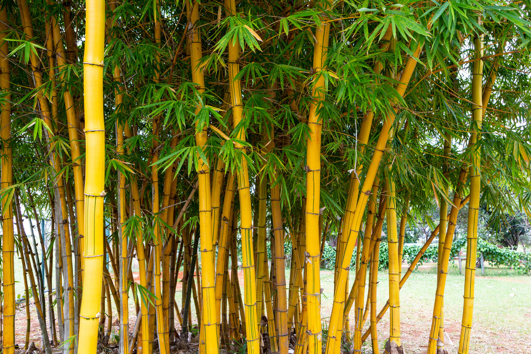 Alphonse Karr Bamboo