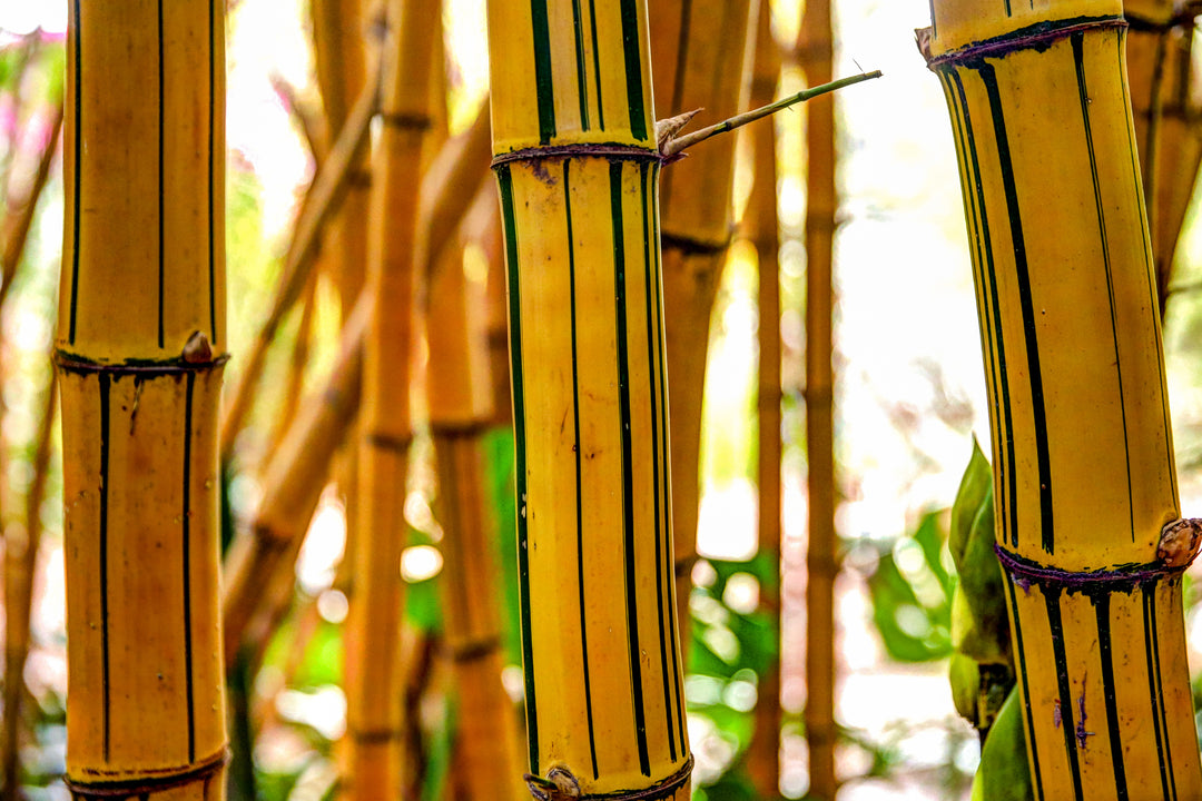 Alphonse Karr Bamboo