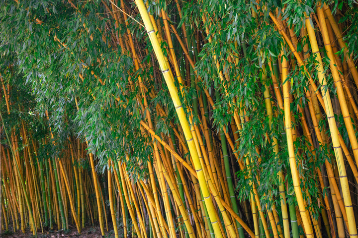 Alphonse Karr Bamboo