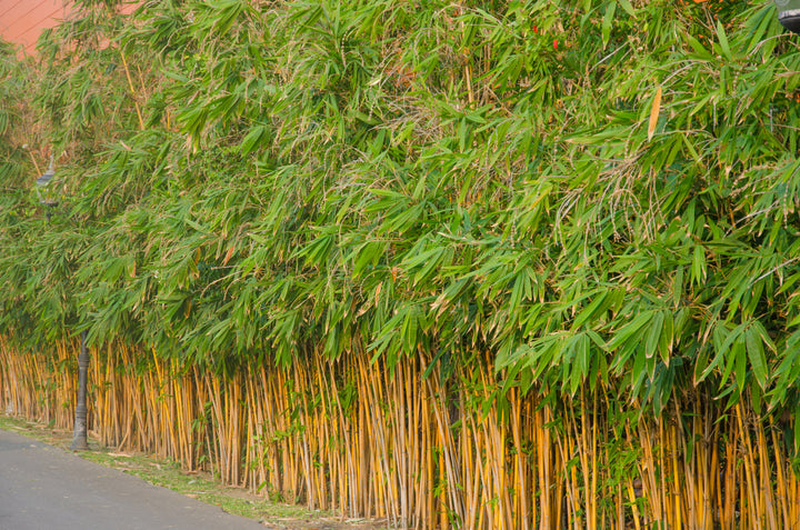 Alphonse Karr Bamboo