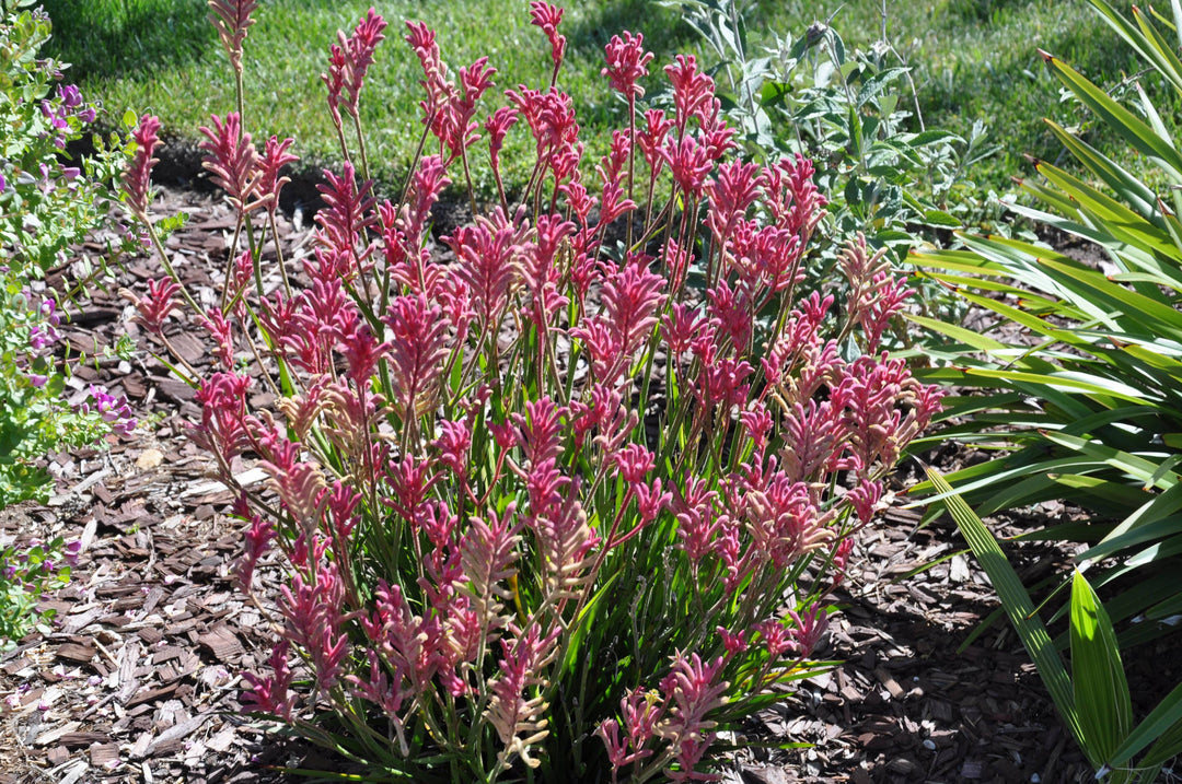 Anigozanthos Kangaroo Paw Pink Flowers - 5 Gallon