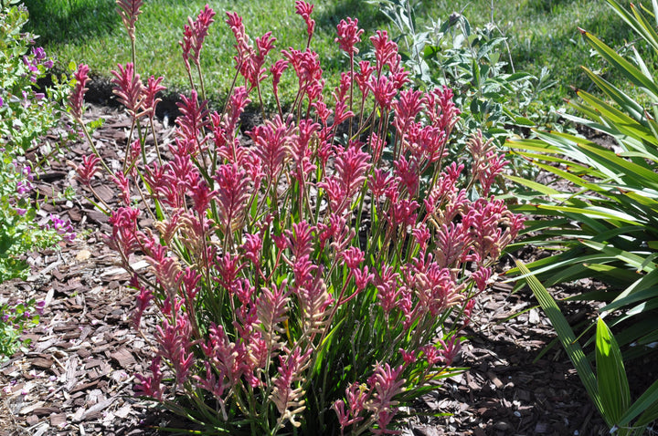Anigozanthos Kangaroo Paw Pink Flowers - 5 Gallon