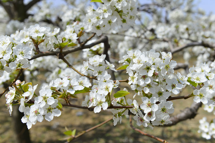 Aristocrat Pear Tree