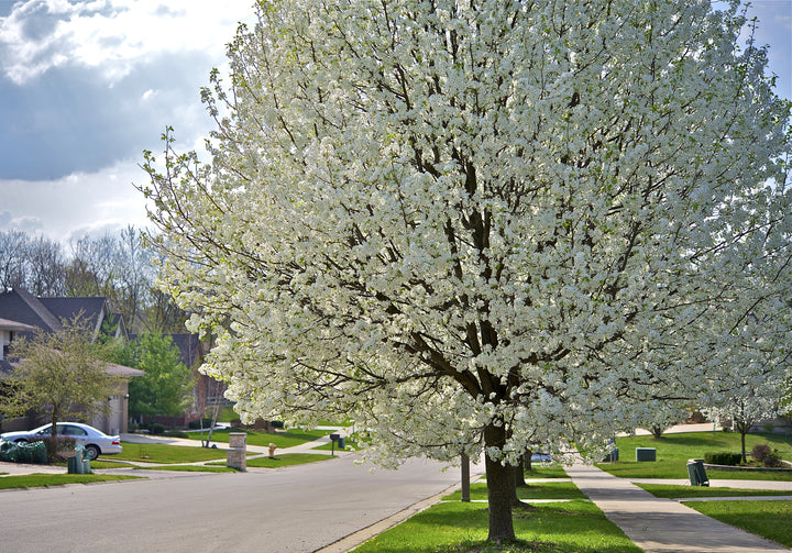 Aristocrat Pear Tree
