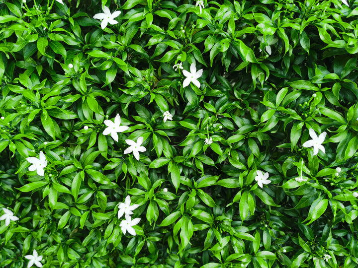 Asian Jasmine