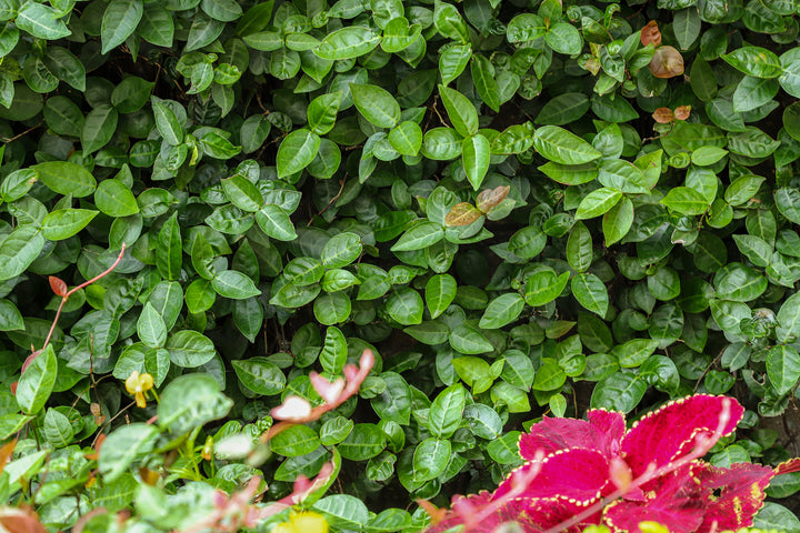 Asian Jasmine
