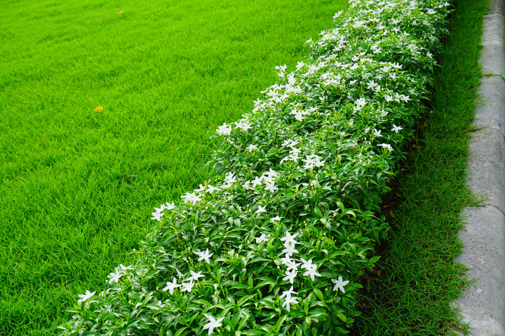 Asian Jasmine