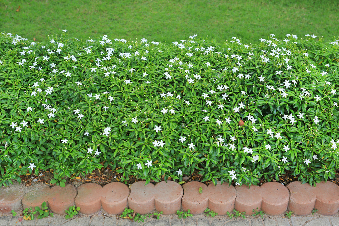 Asian Jasmine