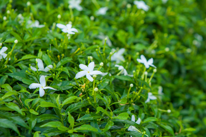Asian Jasmine