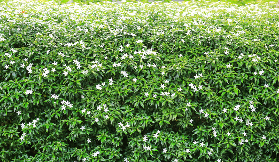 Asian Jasmine