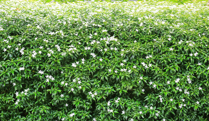 Asian Jasmine