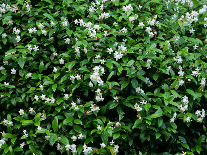 Asian Jasmine