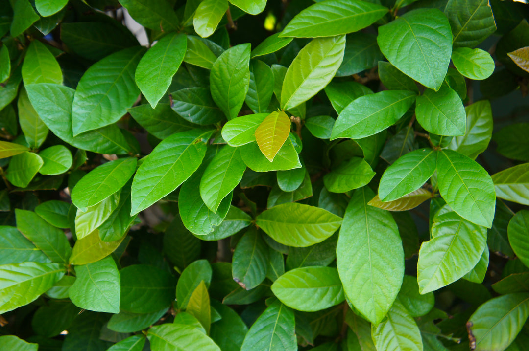 Asian Jasmine