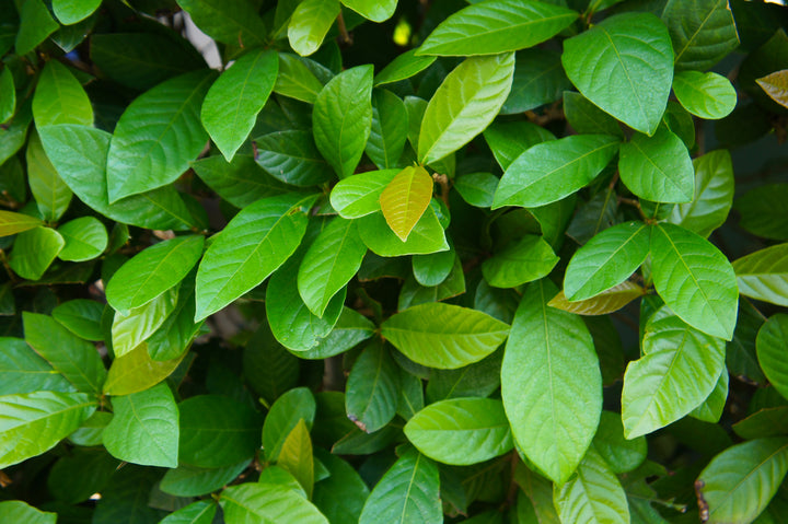 Asian Jasmine