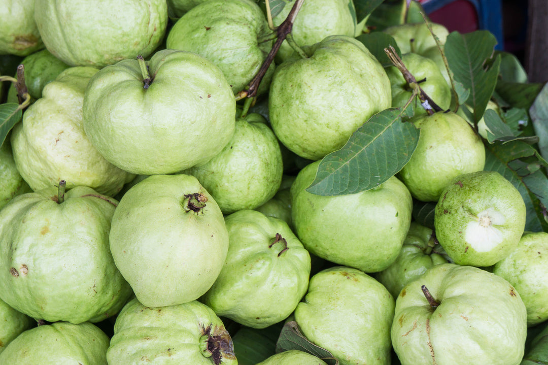 Asian White Guava Tree - 15 Gallon