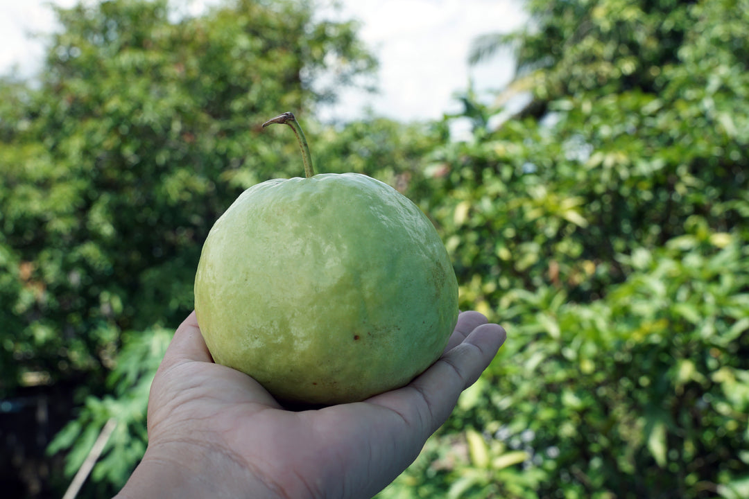 Asian White Guava Tree - 15 Gallon
