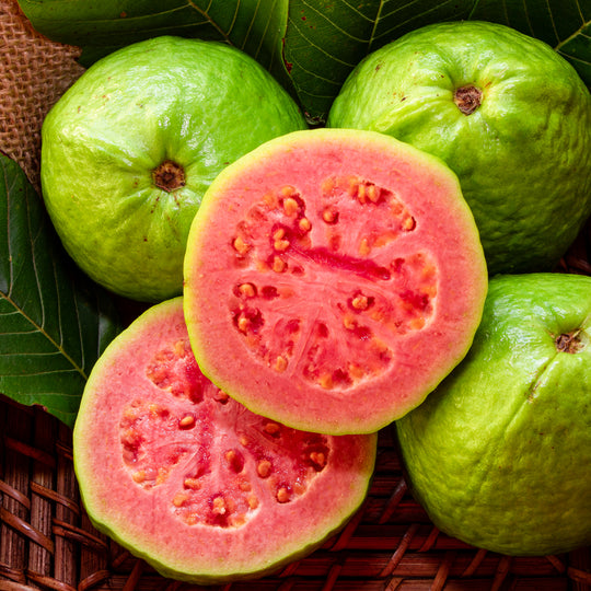 Asian Pink Guava Tree - 15 Gallon