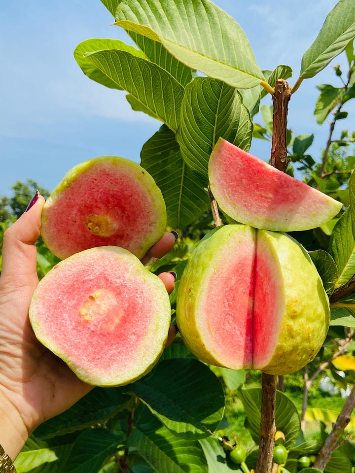 Asian Pink Guava Tree - 15 Gallon
