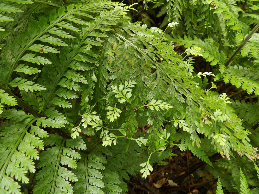 Mother Fern
