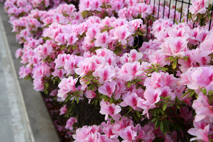 Azalea George L.Taber Plant