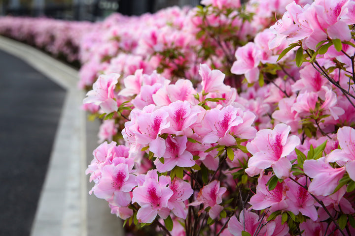 Azalea George L.Taber Plant