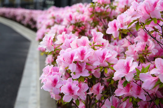 Azalea George L.Taber Plant