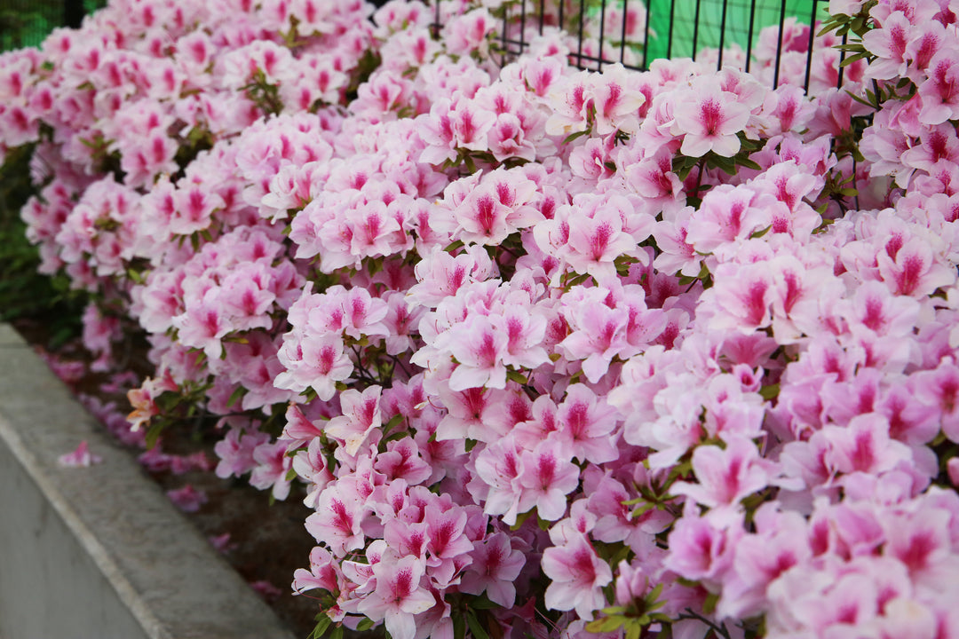 Azalea George L.Taber Plant