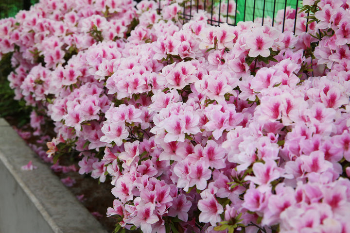 Azalea George L.Taber Plant