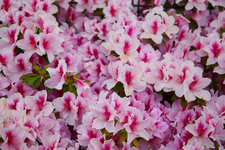 Azalea George L.Taber Plant