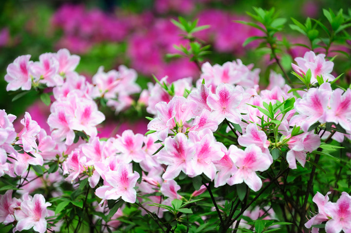 Azalea George L.Taber Plant