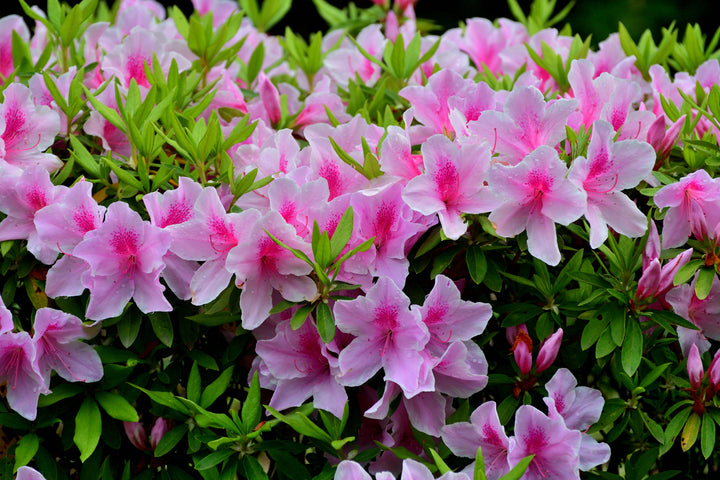 Azalea George L.Taber Plant