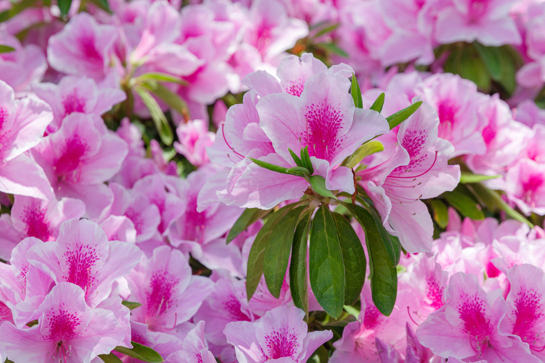 Azalea George L.Taber Plant