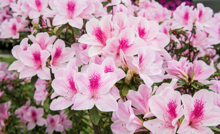 Azalea George L.Taber Plant