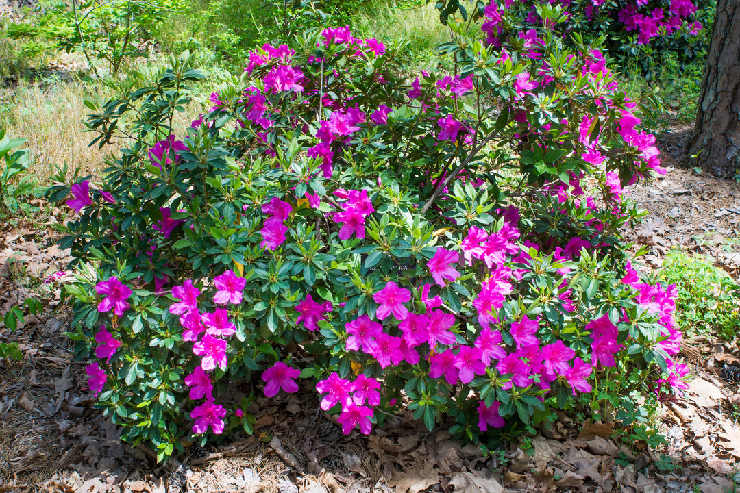 Azalea Formosa