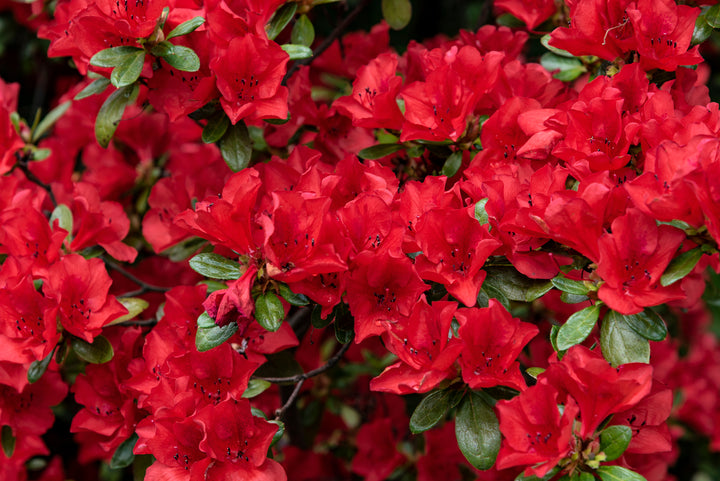 Azalea Red Bird