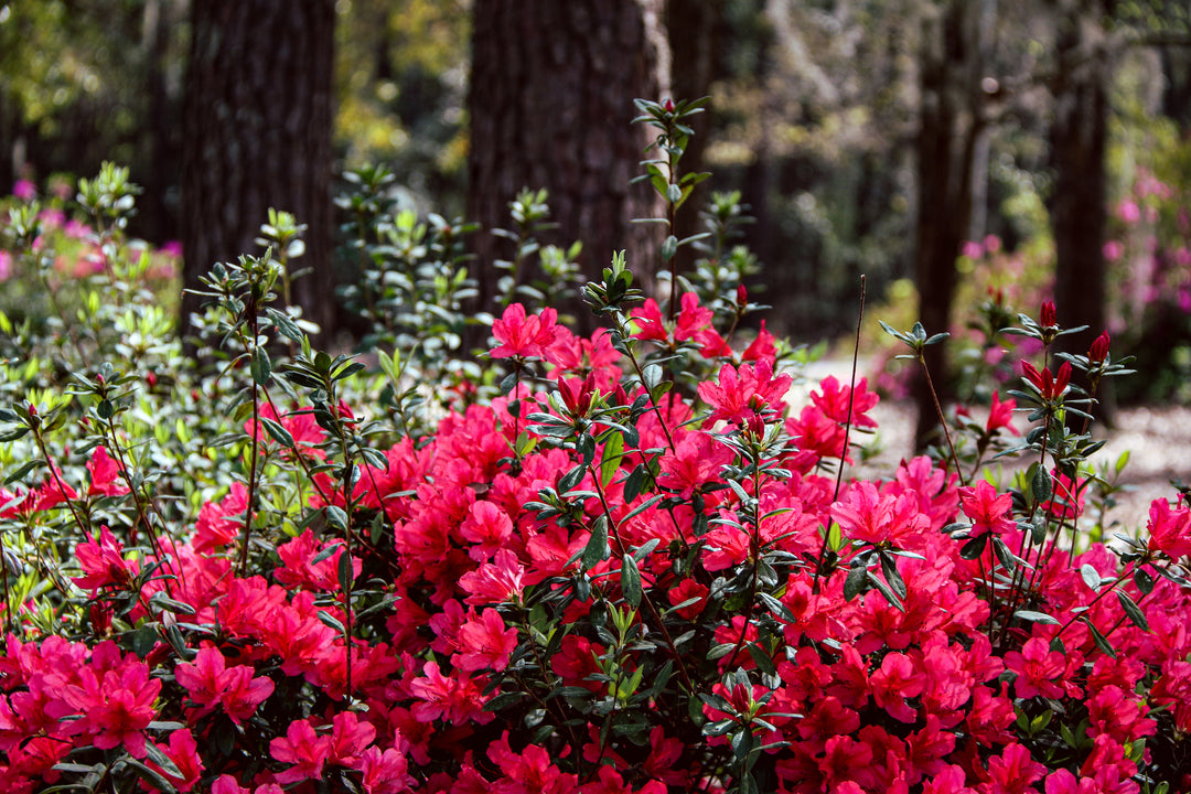 Azalea Red Bird