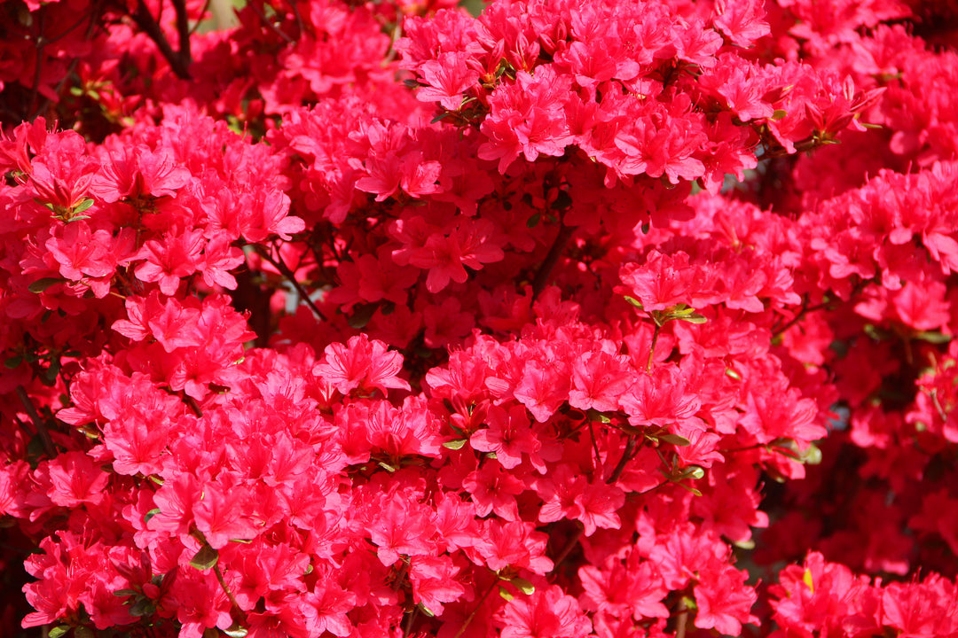 Azalea Red Bird