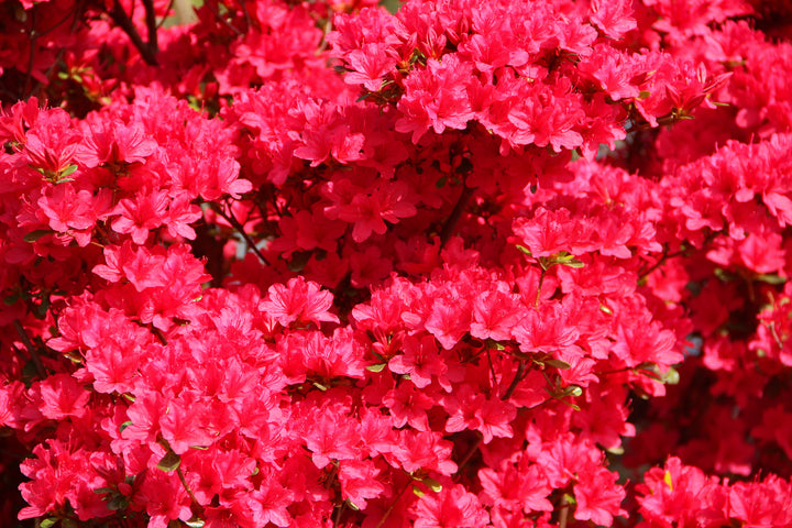 Azalea Red Bird