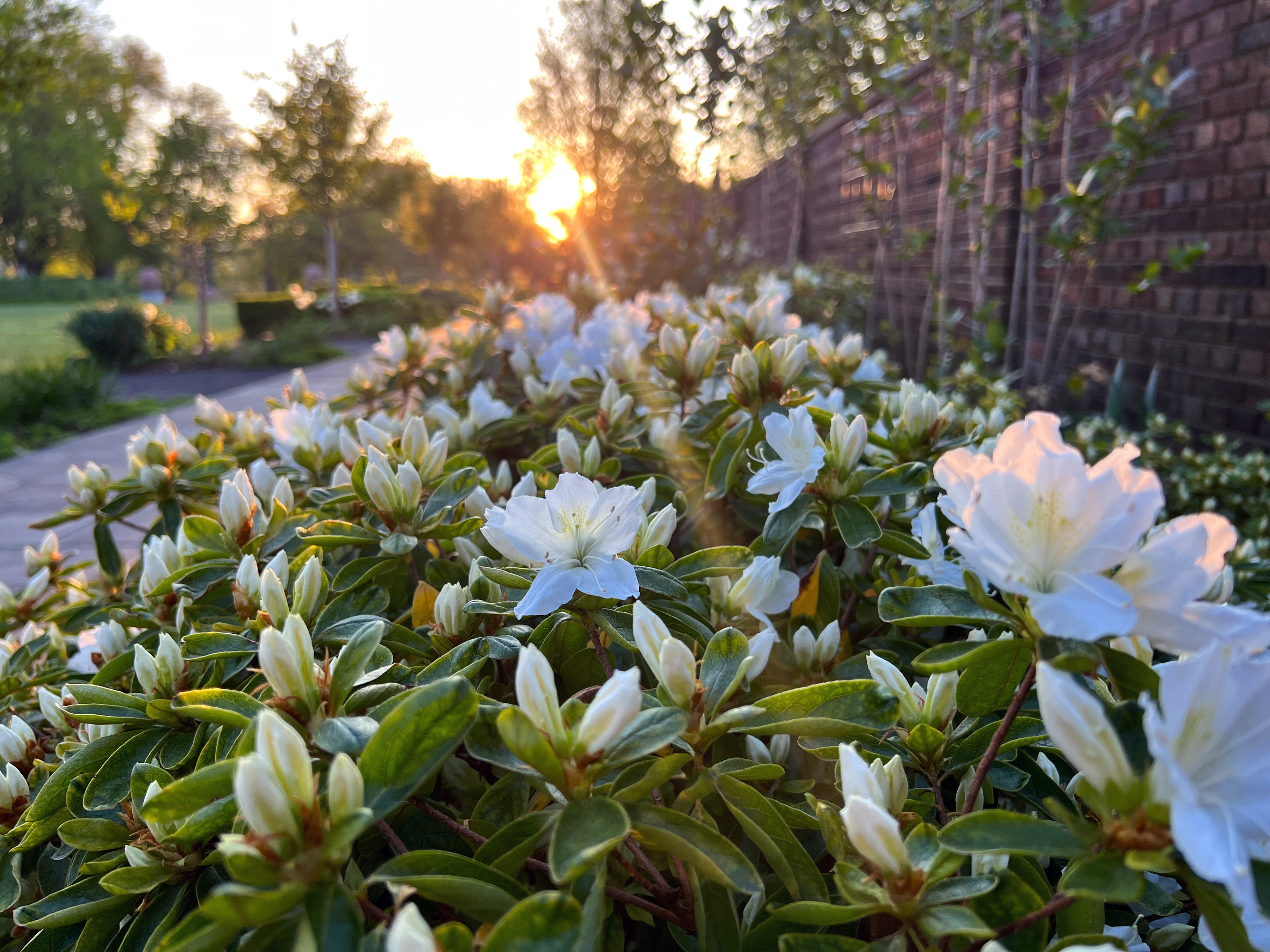 Azalea 'Alaska' White - 5 and 15 Gallon - Plant Clearance
