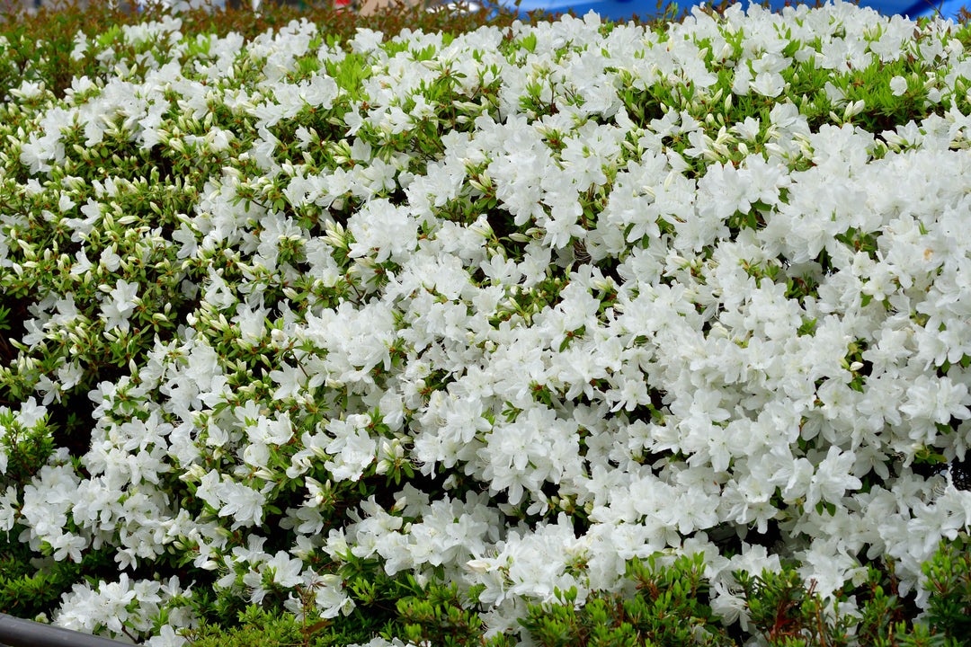 Azalea 'Alaska' - 5 Gallon