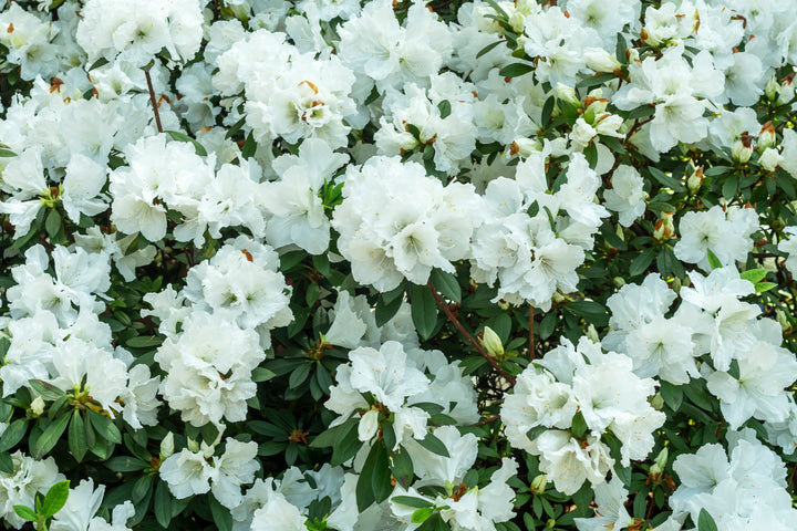 Azalea 'Alaska' - 5 Gallon