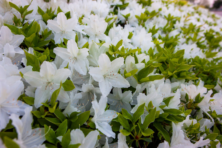 Azalea 'Alaska' - 5 Gallon