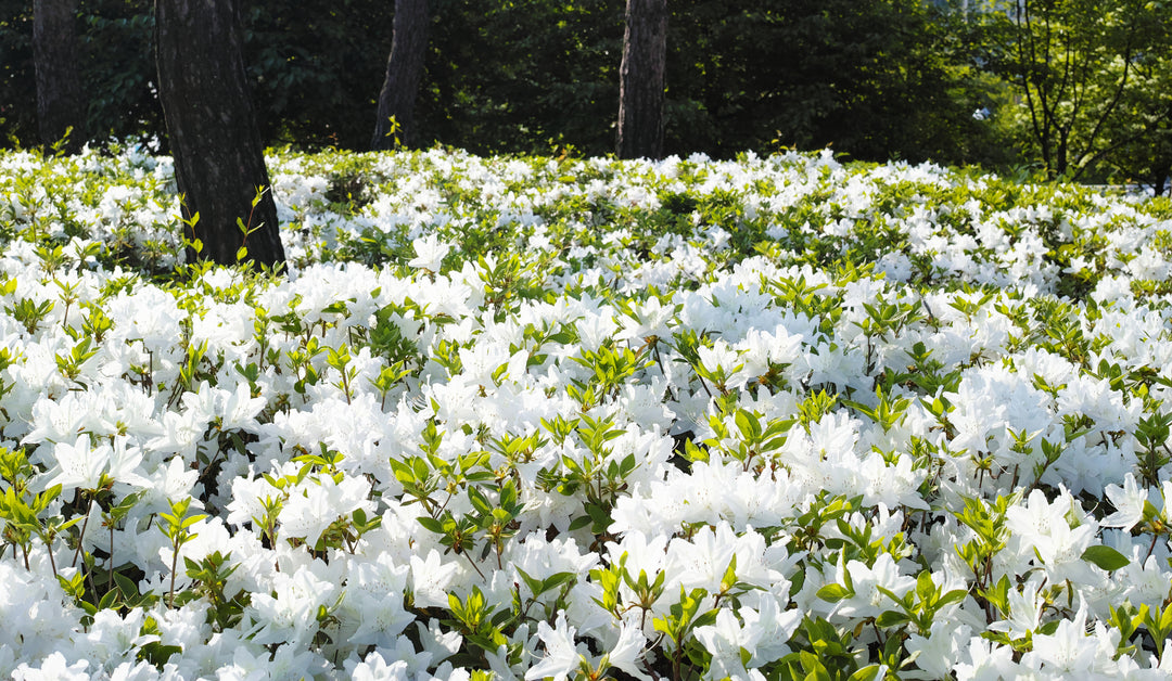 Azalea 'Alaska' - 5 Gallon