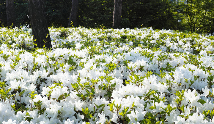 Azalea 'Alaska' - 5 Gallon