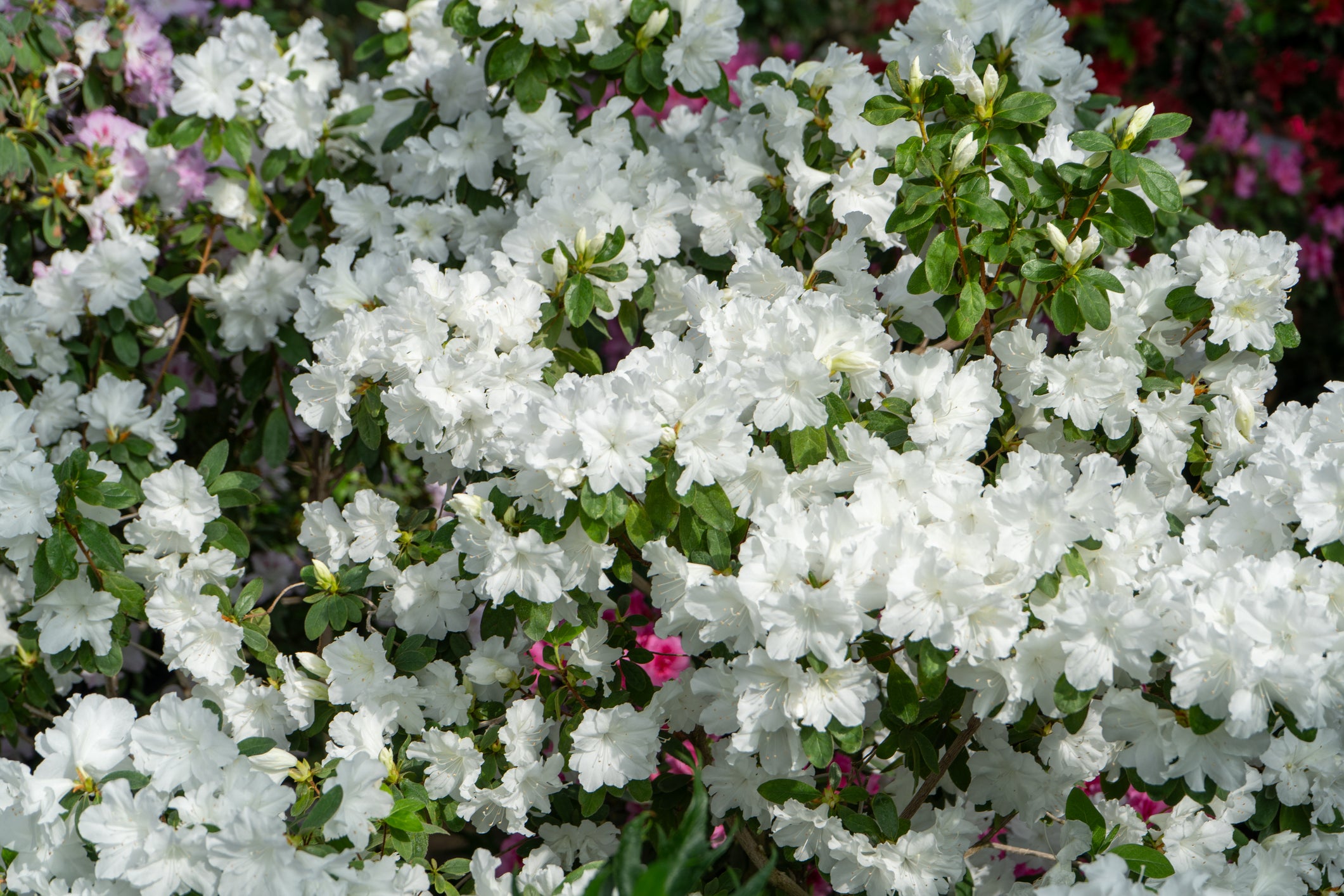 Azalea 'Alaska' White - 5 and 15 Gallon - Plant Clearance