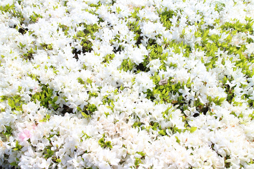 Azalea 'Alaska' - 5 Gallon