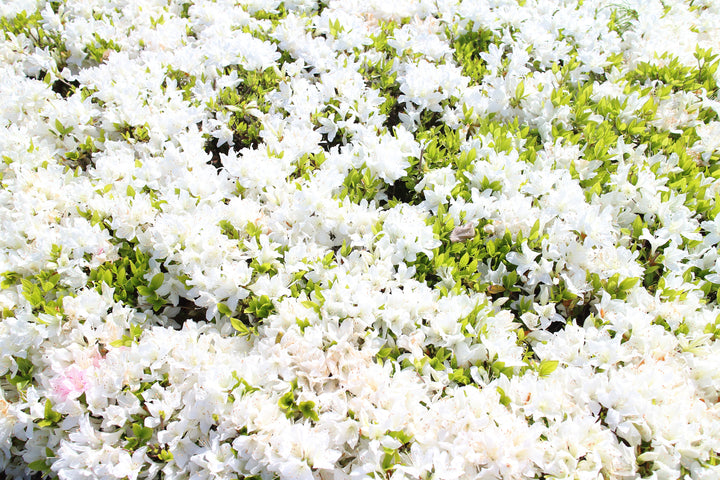 Azalea 'Alaska' - 5 Gallon