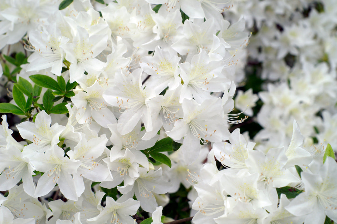 Azalea 'Alaska' - 5 Gallon