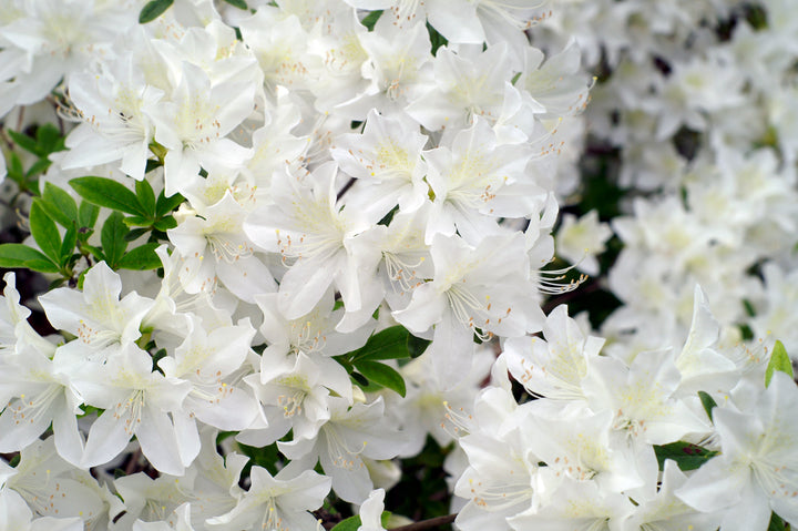 Azalea 'Alaska' - 5 Gallon